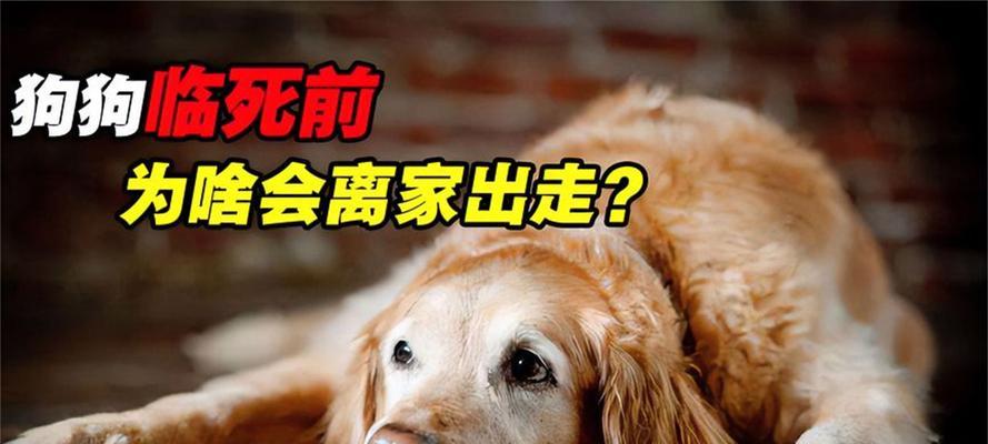 深切怀念（狗的离世将带给我们怎样的变化？愿你在天堂永远快乐！）