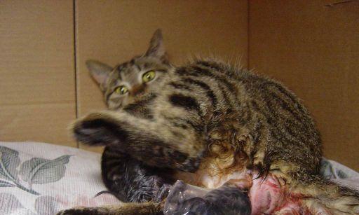 猫咪育崽（为了健康成长，给小猫提供均衡营养饮食）