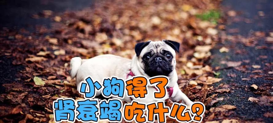 小狗着凉了怎么办？（小狗着凉后的饮食护理指南）