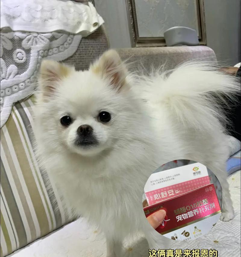 小狗咳嗽发抖的原因及处理方法（揭秘小狗咳嗽发抖的内因，帮助你科学应对）