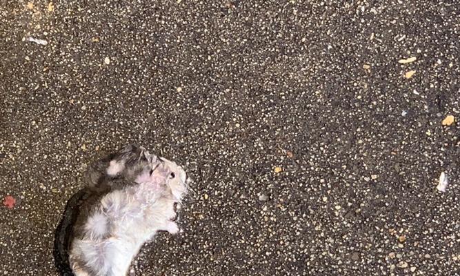 仓鼠死了，姿势究竟是怎样的？（揭秘仓鼠临死前的神秘姿势，引发宠物爱好者关注）