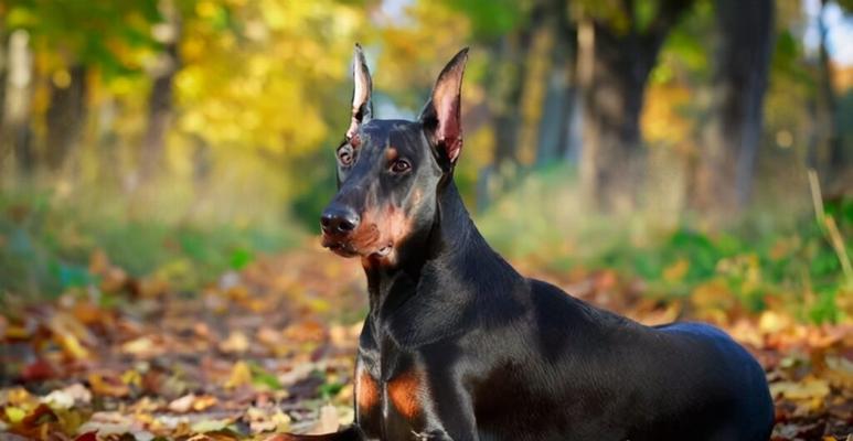 揭秘最普通的狗品种——博美犬（小巧可爱，成为家庭的最佳伴侣）
