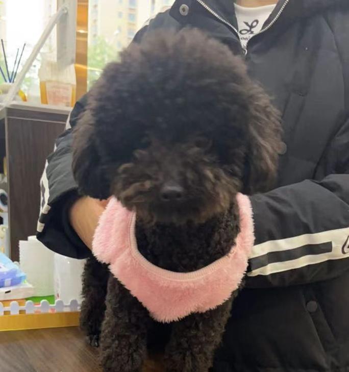 小泰迪输液的影响及注意事项（了解小泰迪输液的关键信息，确保宠物的健康与安全）