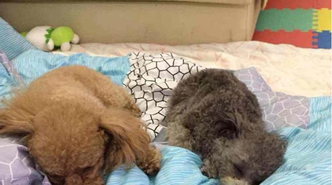 与泰迪共眠，注意的事项（泰迪犬睡觉的注意事项，与泰迪犬共享床铺需要注意的细节）
