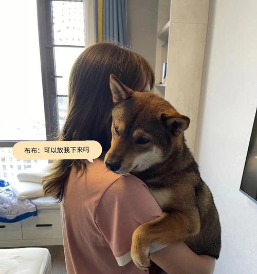 老狗生完小狗乳头注意事项（让你的老狗和小狗安全健康成长）