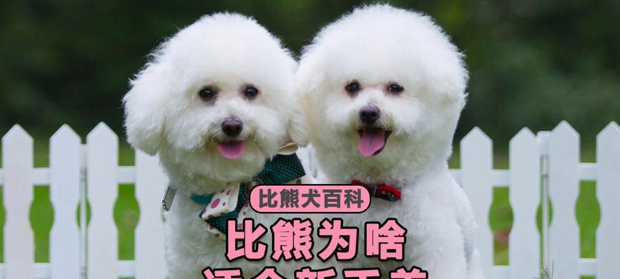 养比熊需注意的事项（如何正确照顾比熊宠物）