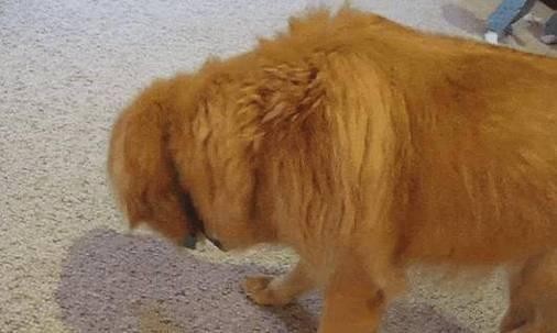 幼犬体内有虫的原因及预防方法（揭秘幼犬体内寄生虫的来源和如何有效预防）