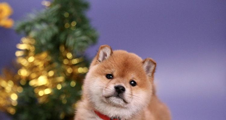 柴犬的高价背后（揭开柴犬高价背后的秘密）
