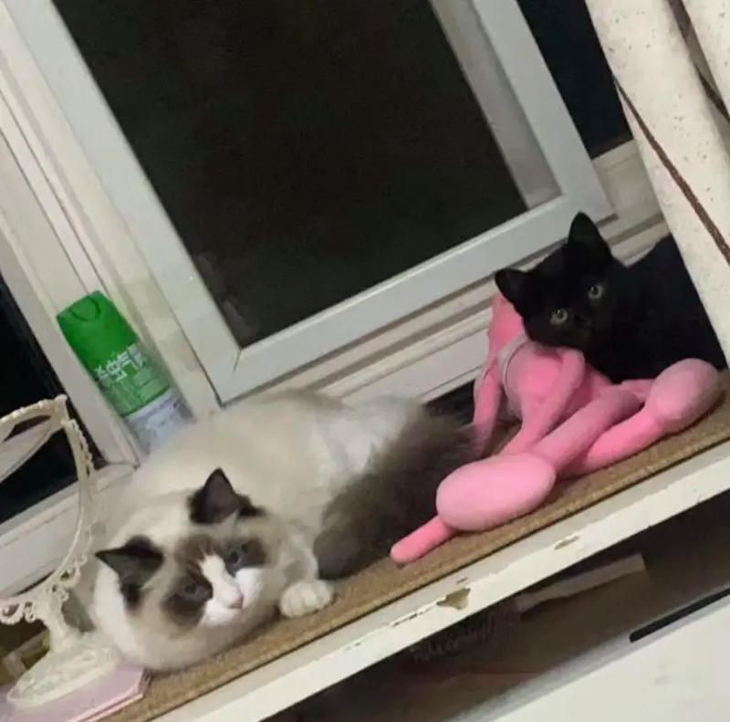 探究猫咪眼睛的变化之谜（为什么猫咪的眼睛会变化？眼睛颜色变化的原因解析）