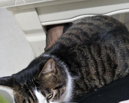 猫咬衣服的原因及解决方法（探寻猫咬衣服背后的原因，帮助你解决这一问题）