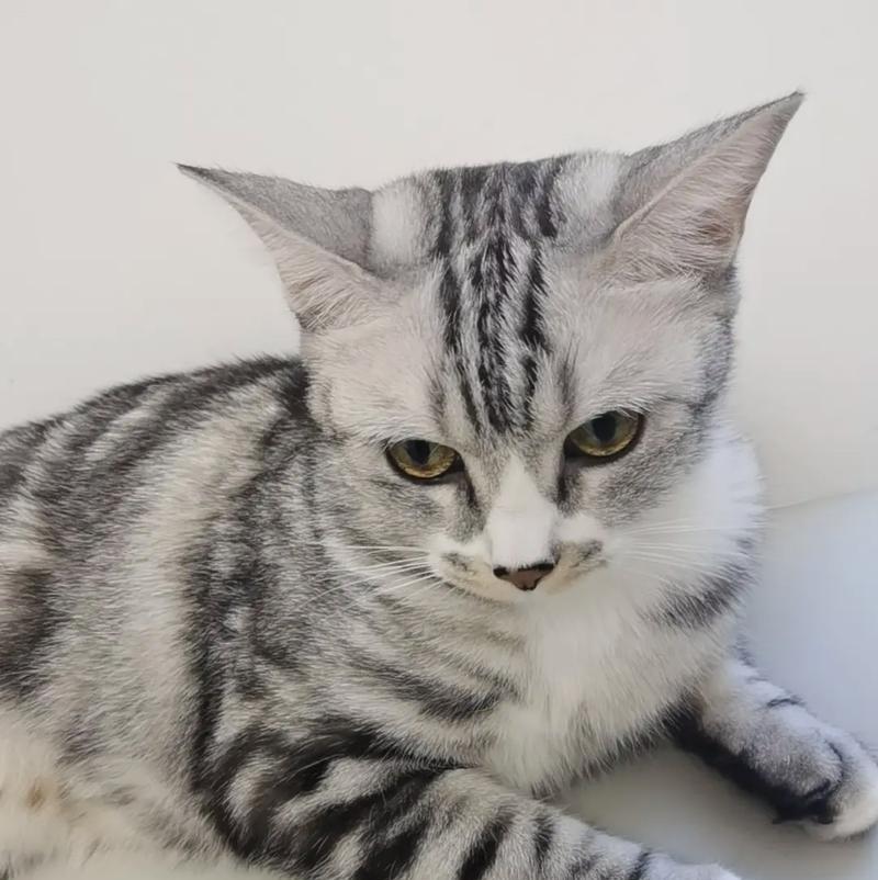 探寻最萌猫咪品种的奥秘（揭秘最令人心动的猫咪品种，让你忍不住想拥有一只！）