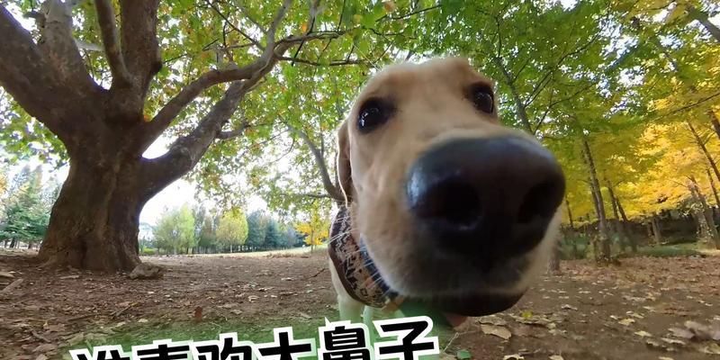 狗狗尾巴摆动的意思解析（探秘狗狗尾巴摆动背后的心理与情感）