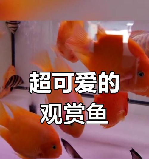 大型宠物鱼（探索世界上最壮观的大型宠物鱼品种及饲养技巧）