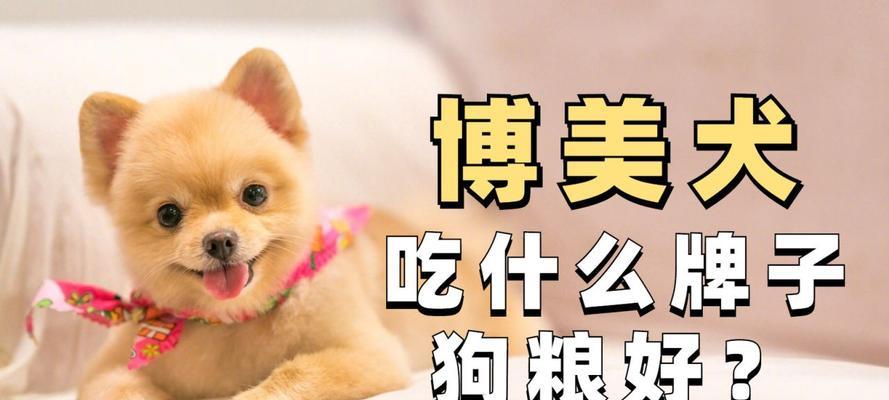 博美犬孕期的饮食要点（了解博美犬孕期饮食，为母犬健康怀孕打下基础）