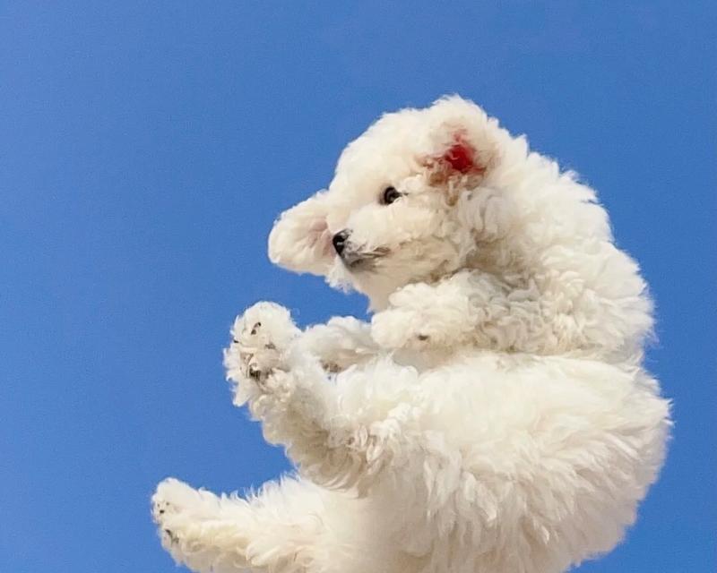 狗的视觉世界（解析狗眼中的彩色世界，色彩对狗的重要意义）