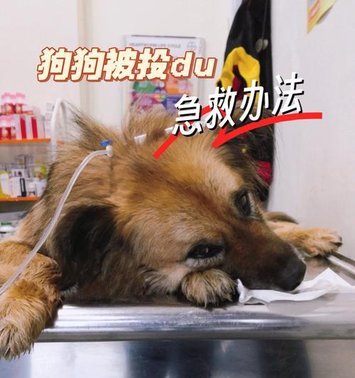 如何确保狗药安全有效（选择适合狗狗的药物是关键）
