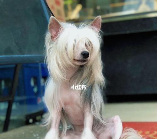 长发很长的狗——华丽的长发天使（探索长发狗的神秘世界）
