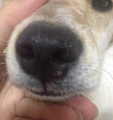 狗狗鼻子不停喷气可能患有呼吸道疾病（探究狗狗鼻子喷气的原因和相应的治疗方法）