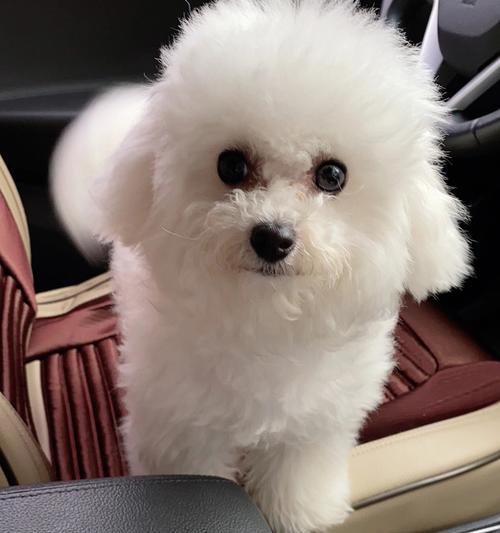 探秘比熊犬的可爱外表与聪明才智（一窥比熊犬的风采与魅力）