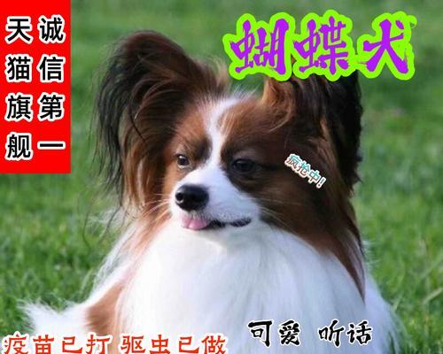 最听话的狗（调皮捣蛋者转型听话宠？寻找最适合家庭的顺从犬品种）