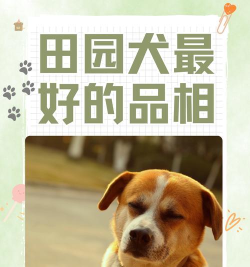 中华田园犬（探索为什么中华田园犬成为好养宠物）