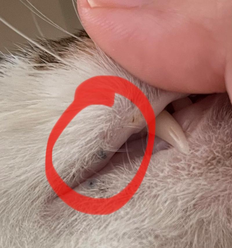 揭秘猫身上黑点点之谜（黑点点的成因和猫咪健康相关）