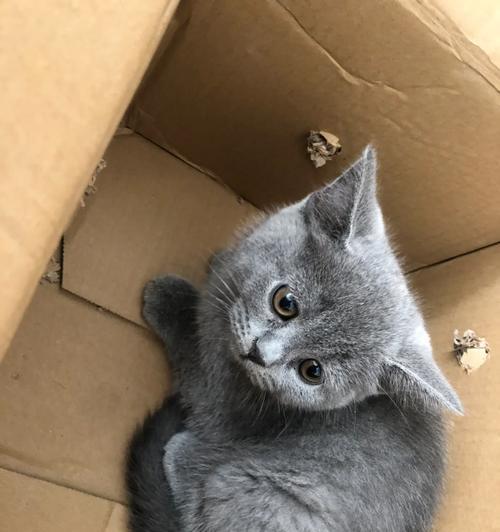 探索以蓝猫为主题的宠物命名文化（从蓝天到深海，揭秘蓝猫的独特之处）