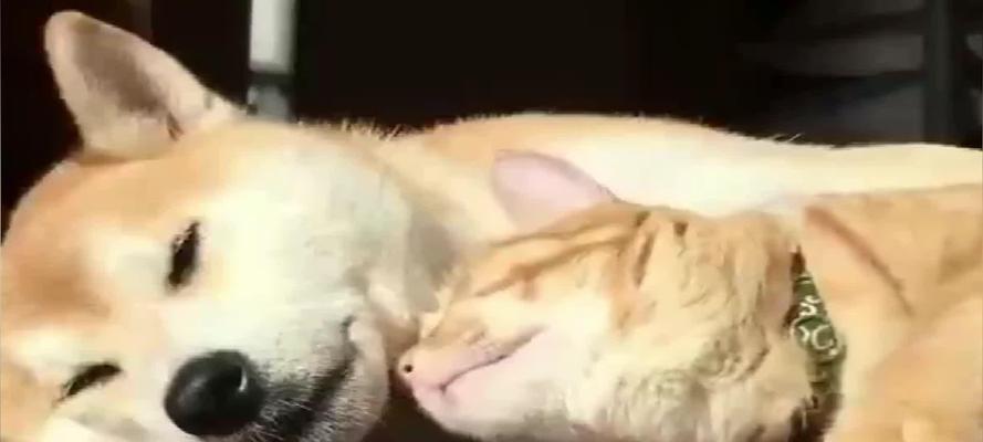 狗追猫的原因及行为解析（揭秘为何狗会追逐猫咪，以及如何理解这种行为）