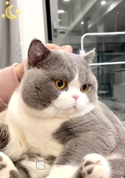如何选择一只好看的猫咪（探讨不同猫咪品种的外貌特点和魅力）