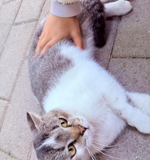 猫咪按摩的奥秘（解密猫咪按摩行为的原因和好处）