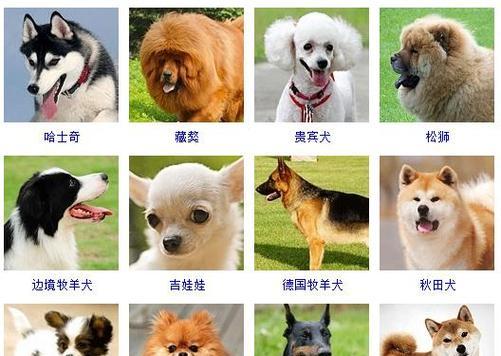 如何给你的狗狗取一个好名字（15个独特而有意义的狗狗名字，让你的宠物更特别）