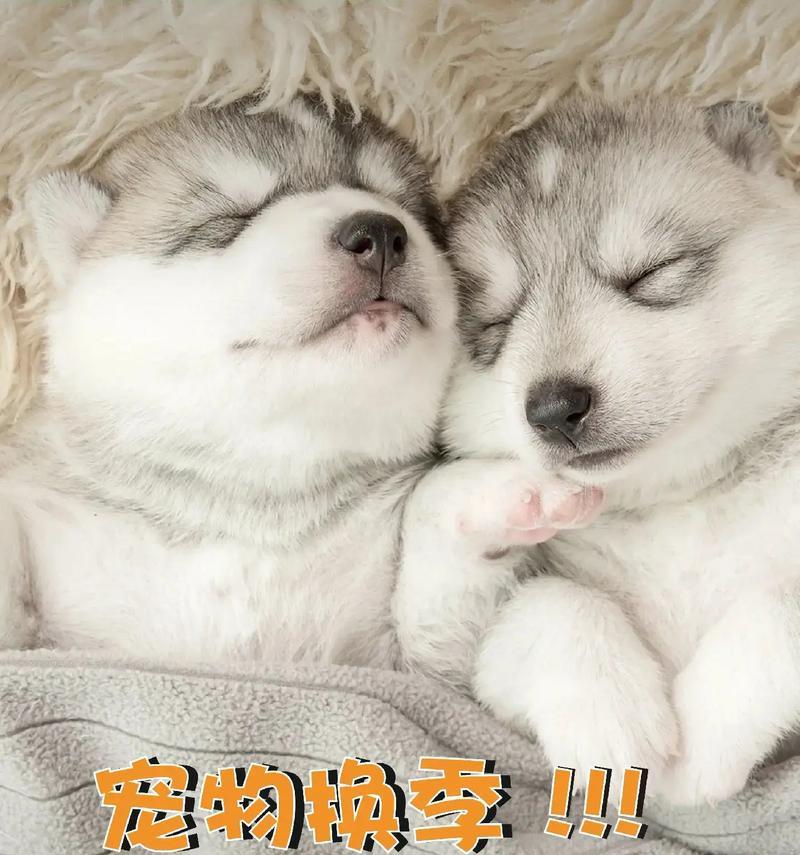 猫咪为何会呕吐？（揭秘猫咪呕吐的原因及应对之策）