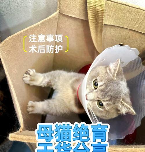 母猫生产后的恢复周期及护理（母猫生产后需要多长时间恢复？如何进行适当的护理？）
