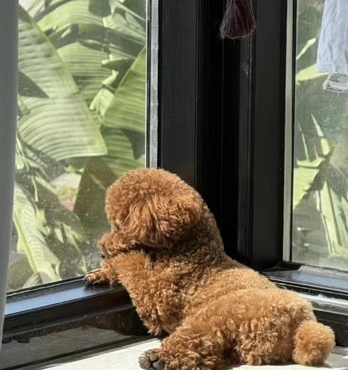 泰迪犬全年龄阶段的饲养注意（养一只健康快乐的泰迪犬所需知道的关键要点）