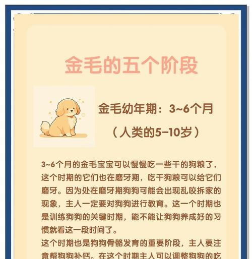 养金毛幼犬的关键期（宝贝金毛的成长需知）