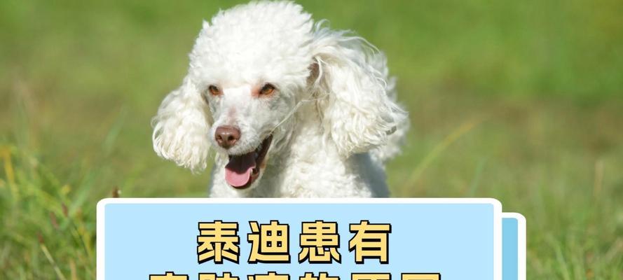 泰迪狗狗皮肤病（保护宠物狗免受皮肤病困扰，给泰迪宝贝健康的肌肤）