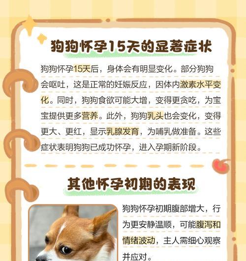 狗狗剖腹产费用及症状介绍（了解狗狗剖腹产所需费用以及产前症状）