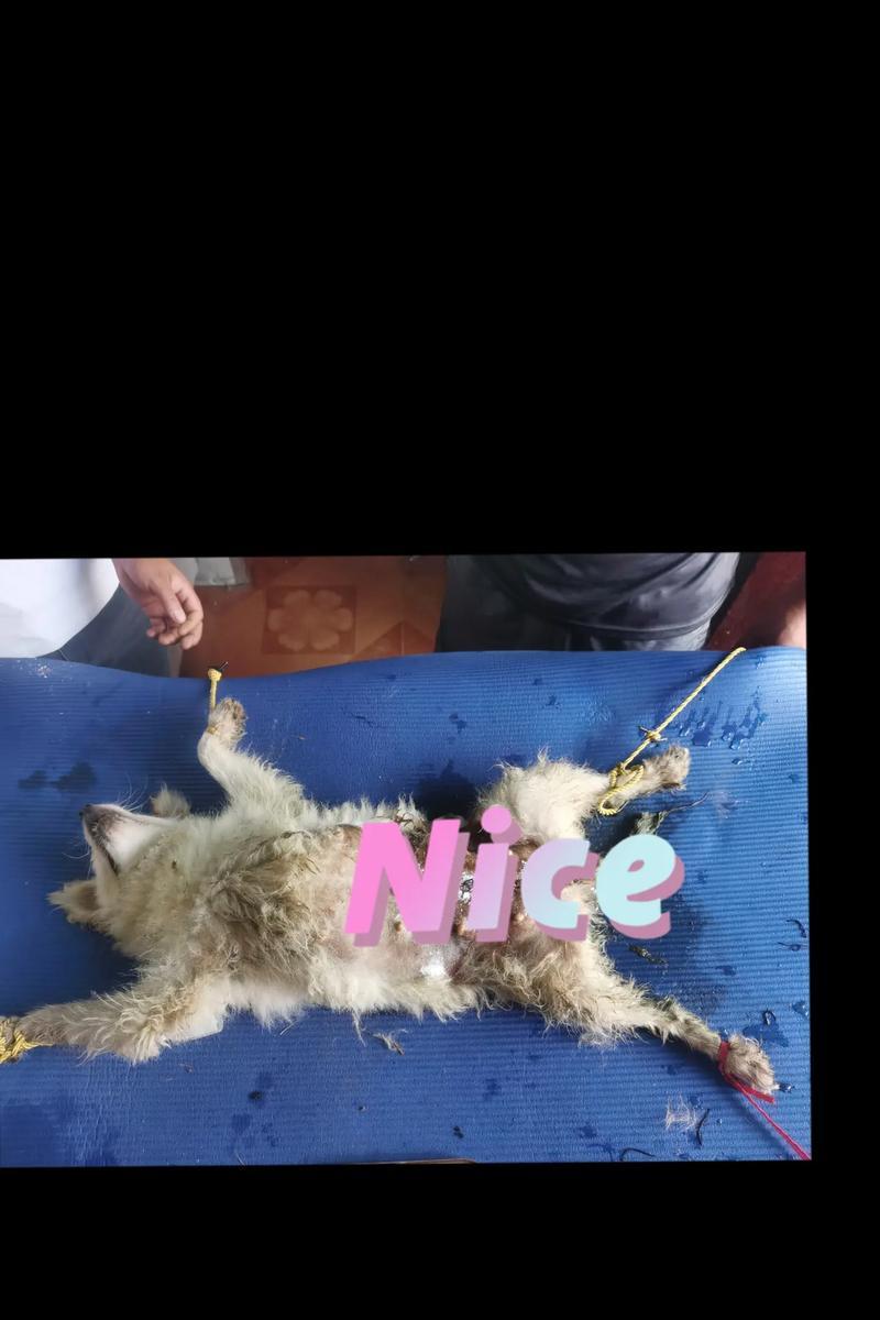 狗剖腹产后喂奶时间需要多久？（了解剖腹产狗狗喂奶时间的关键）