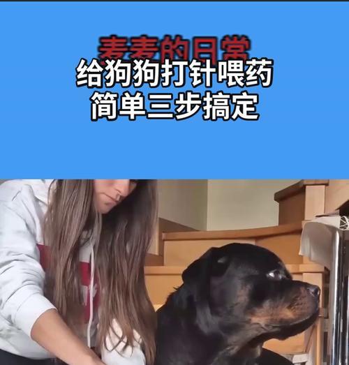 泰迪打针后的洗澡时间掌握（如何确保泰迪打针后恰当洗澡？）
