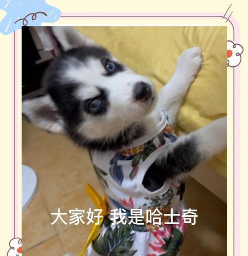 揭秘哈士奇的睡眠时间之谜（哈士奇独特的睡眠习惯与保健方法）