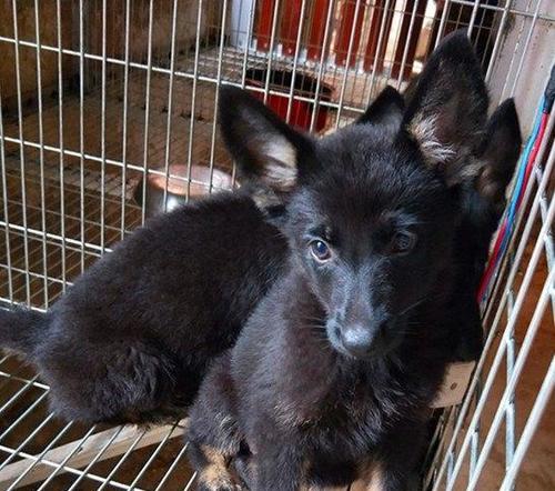 东德牧羊犬的常见疾病及防治（了解东德牧羊犬的健康问题，让它们过上更健康的生活）