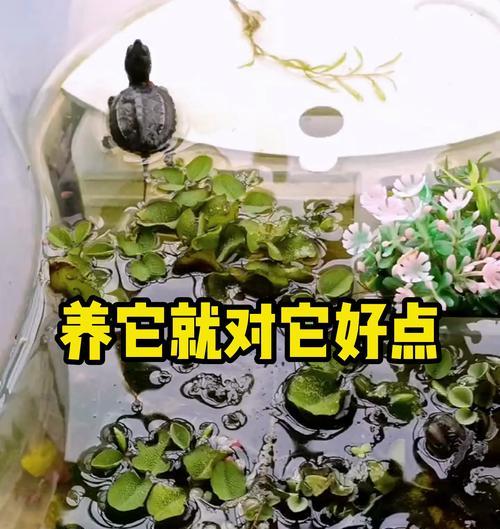 冬天如何正确养护乌龟（冬季乌龟养护要点大揭秘）
