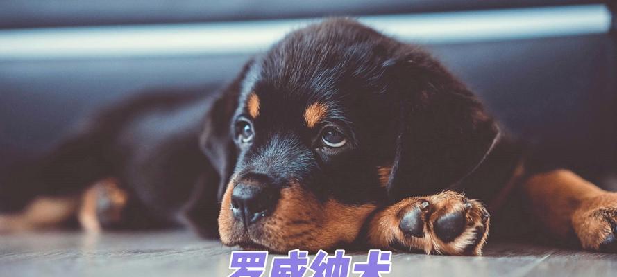 如何防止罗威纳犬肥胖（罗威纳犬饮食管理的关键措施）