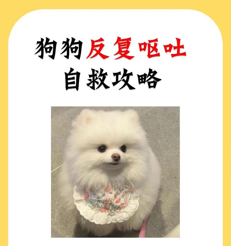 狗消化不良（了解狗消化不良的康复过程及其时间要求）