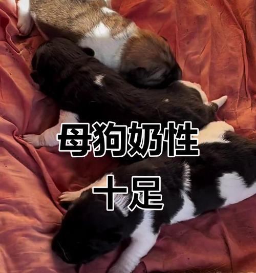 母狗断奶过程及时长的影响因素（探究母狗断奶的时间及其相关因素）