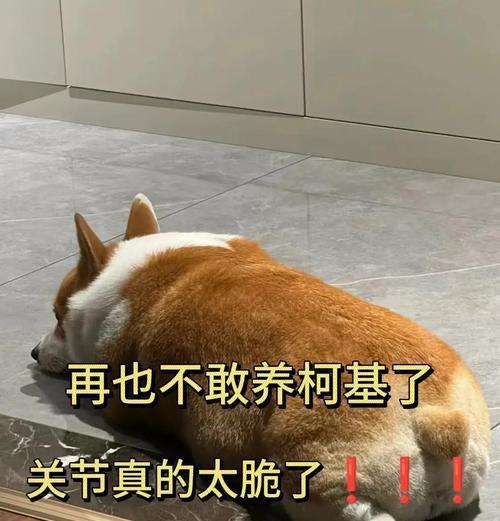 柯基狗的日常运动时间究竟需要多久？（以您所爱的狗狗柯基为主角，了解合理的运动时间安排）