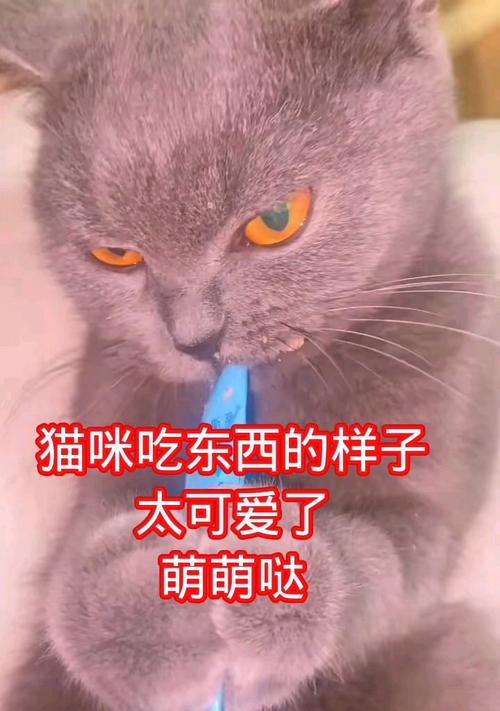 猫咪可食用的健康食品指南（为您的猫提供安全和均衡的饮食选择）