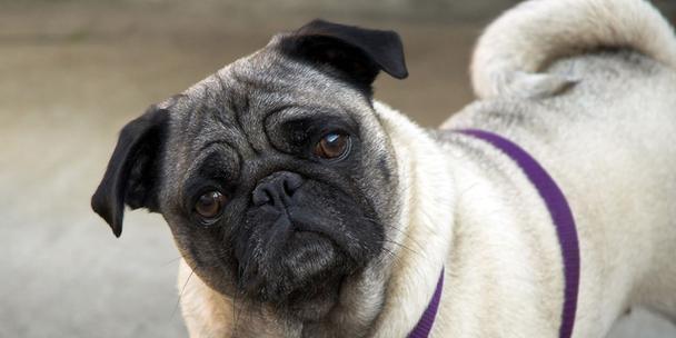 了解俄罗斯的本土犬种（探寻俄罗斯犬种多样性）