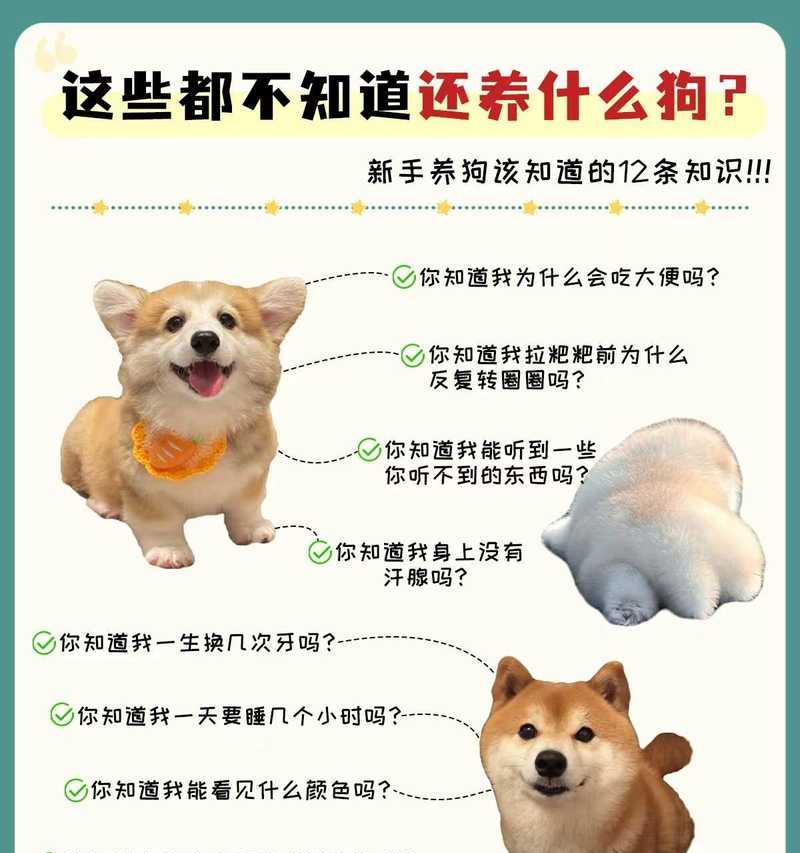 了解这些宠物狗的知识，让你成为专家（一窥狗类世界的奇妙与多样性）