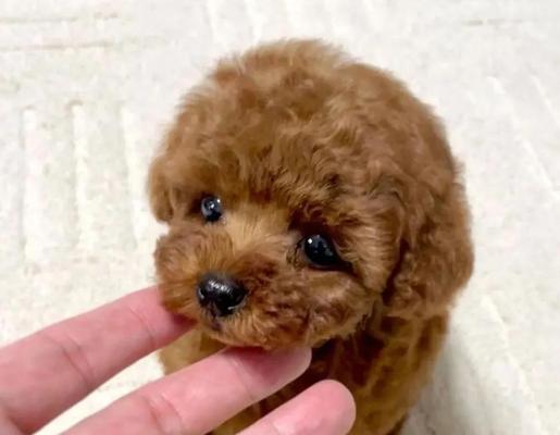 初次生产的母泰迪犬注意事项（为泰迪犬母犬顺利分娩提供关怀与指导）
